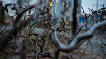 branches in the city