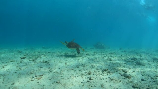 Slow motion of underwater video of turtle on sea ​​bottom