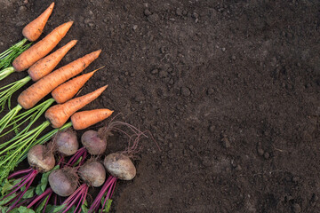Autumn harvest of fresh raw carrot and beetroot with tops on soil ground in garden, top view with...