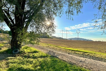 landscape with tree and field