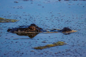 alligator in the water