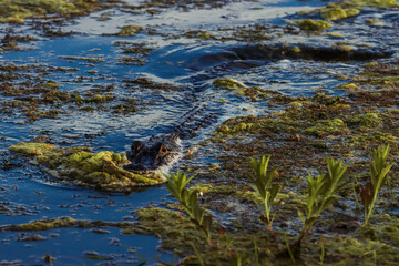 alligator in the swamp