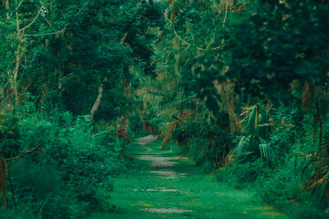 path in the forest