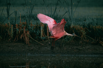 spoonbill
