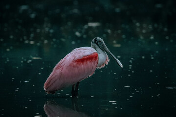 spoonbill