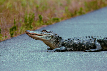 Alligator on the road