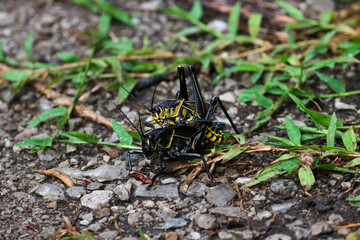 grasshopper