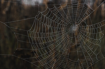 Spider web without spider on autumn background. Close-up.