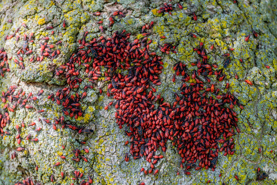 Numerous Boxelder Bugs On A Tree Trunk