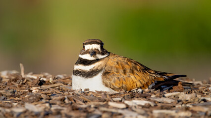 Killdeer