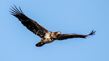 Juvenile Bald Eagle
