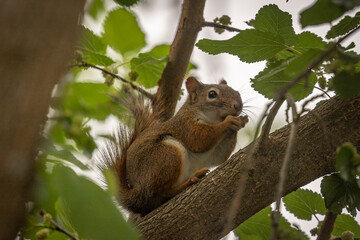 Naklejka na ściany i meble Red Squirrel eating the buds of a Mulberry tree