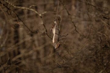 Gray Squirrel hangs upside down while eating a nut