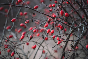 Twigs with ripe red rose hips without leaves in autumn. Autumn fruits of wild brier on a grey background