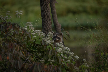 Baby Racoon climb Persimmon Trees to reach and eat its fruit