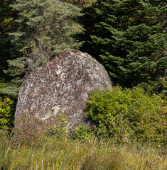 One of many  large erratic rocks in the forest in Algonquin Park