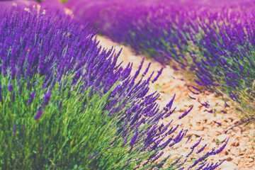 Lavender fields in bloom in Provence