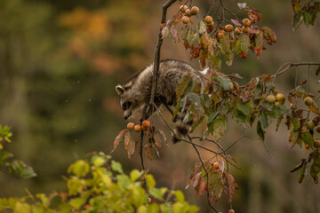 Baby Racoon climb Persimmon Trees to reach and eat its fruit