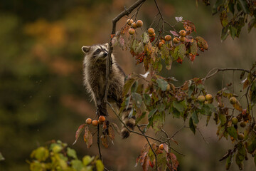 Baby Racoon climb Persimmon Trees to reach and eat its fruit
