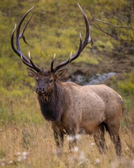 Naklejka na ściany i meble Bull Rocky Mountain elk (cervus canadensis) standing broadside while observing his harem during the fall rut on overcast day at Rocky Mountain National Park Colorado, USA 