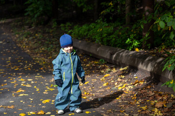 A two-year-old toddler boy sits on the road in autumn and examines the autumn fallen maple leaves on the floor.
