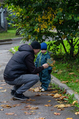 father and little son in the fall on a walk studying the leaves in the park on the street in the yard