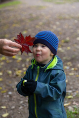 A two-year-old kid is surprised by a red crimson maple leaf. Autumn.