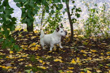 jack russell terrier puppy