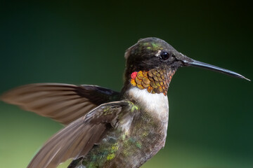 Hummingbird