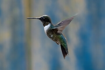Hummingbird