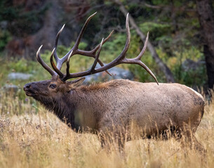 Bull Rocky Mountain elk (cervus canadensis)walking broadside through tall grass during the fall rut on rainy overcast day at Rocky Mountain National Park Colorado, USA 