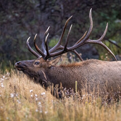 Bull Rocky Mountain elk (cervus canadensis)walking broadside through tall grass during the fall rut on rainy overcast day at Rocky Mountain National Park Colorado, USA 