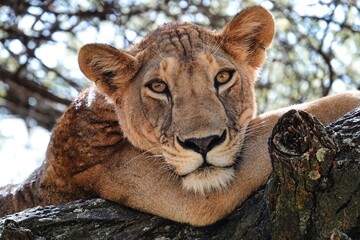 The Matriarch Lioness
