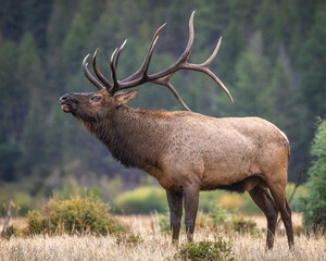 Close up of bull Rocky mountain elk (cervus canadensis) bugling during the fall rut breeding season...