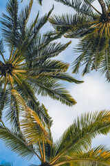 Fototapeta na wymiar Bottom view of Palm trees in Hawaii