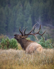 Bull Rocky mountain elk (cervus canadensis) bugling while bedded during the fall rut breeding season Rocky Mountain National Park, Colorado, USA