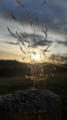 Obraz premium mist in the forest