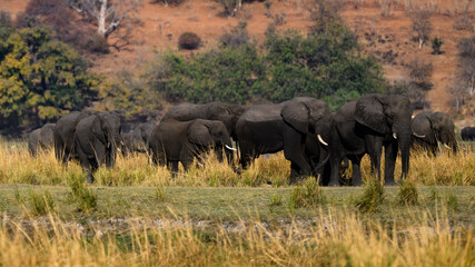 Obraz premium elephants in the savannah