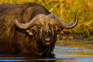 A water buffalo feeding 