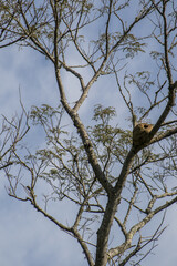 John clay nest in a tree