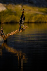 A darter bird resting on a tree 