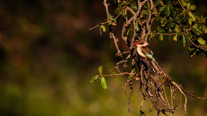 A kingfisher in a tree 