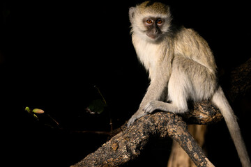 A vervet monkey in the tree 