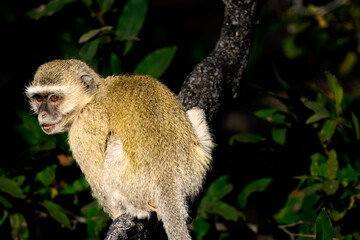 A vervet monkey in a tree