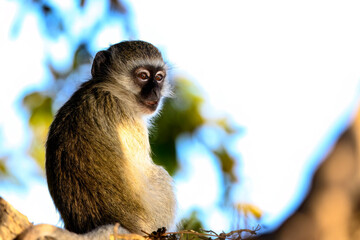A vervet monkey 