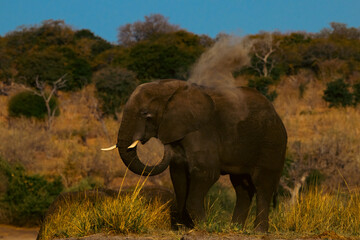 Obraz premium Elephant dusting himself