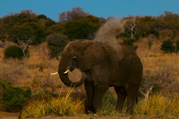 Elephant dusting himself