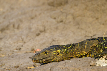 A monitor lizard resting