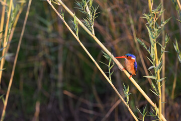A king fisher resting on bamboo