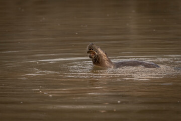 River Otter fishes in the marsh